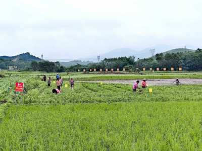從“貧困村”到“優秀試點村” 玉林市鄉村振興的蝶變之路